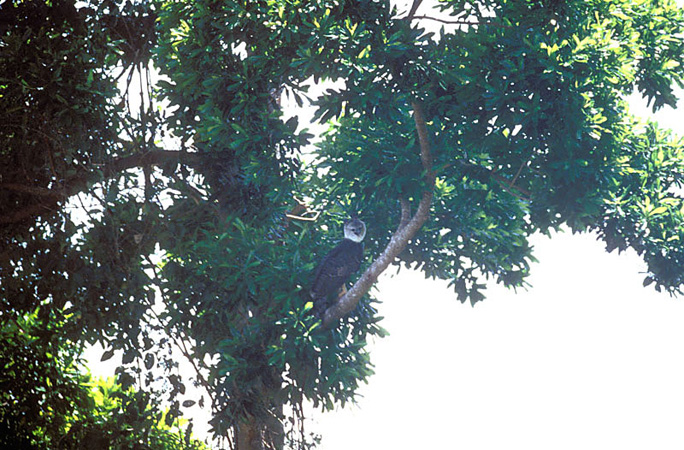 Photo (9): Harpy Eagle