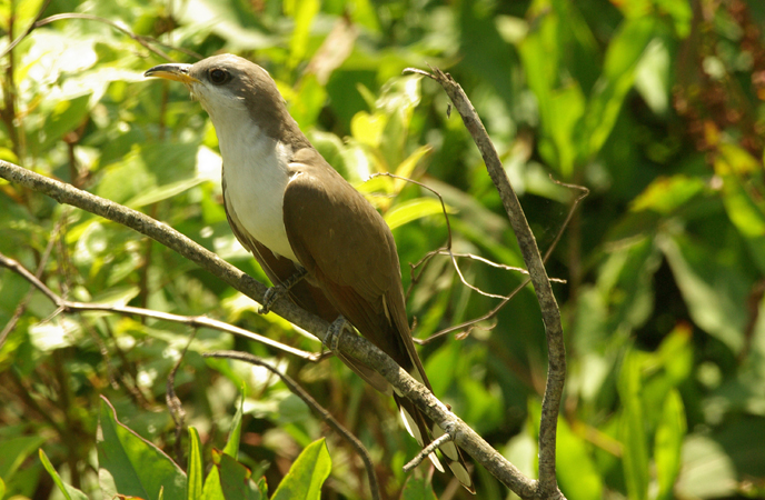 Photo (23): Yellow-billed Cuckoo