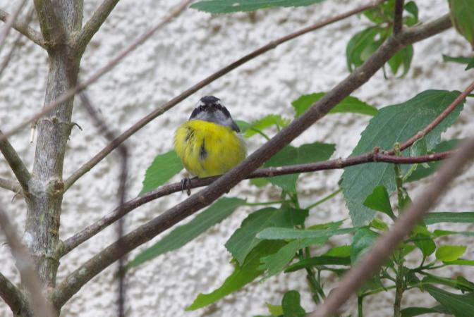 Photo (5): Bananaquit