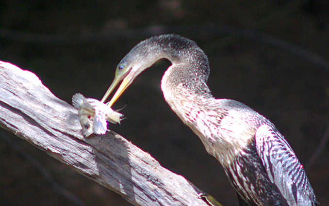 Photo (11): Anhinga