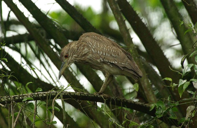 Photo (20): Black-crowned Night-Heron