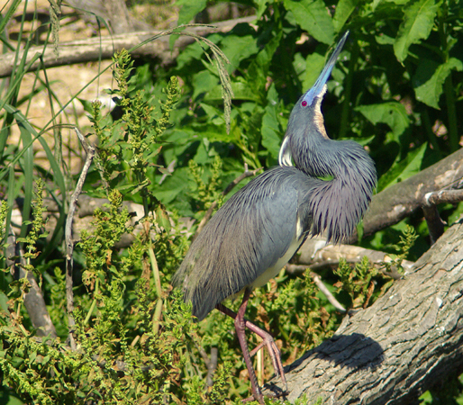 Photo (2): Tricolored Heron