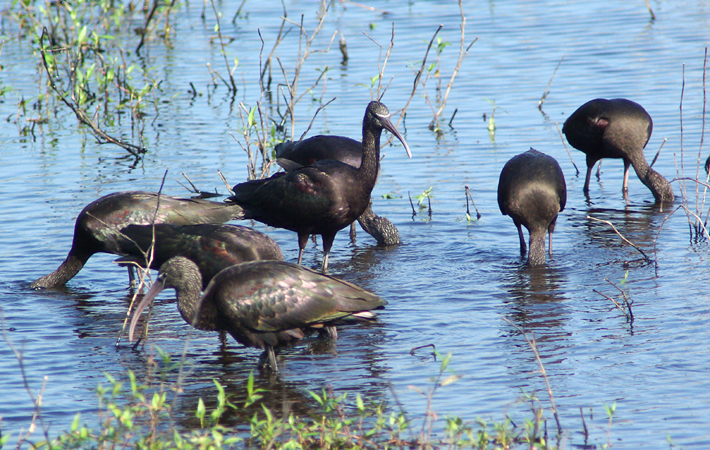 Photo (6): Glossy Ibis