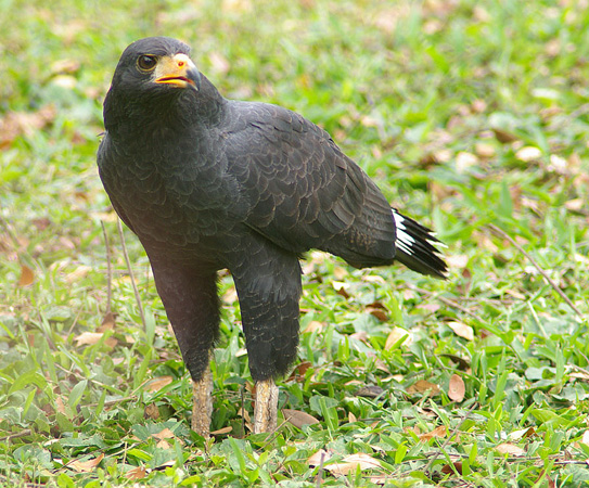 Photo (1): Common Black Hawk