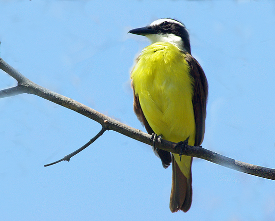 Photo (15): Great Kiskadee
