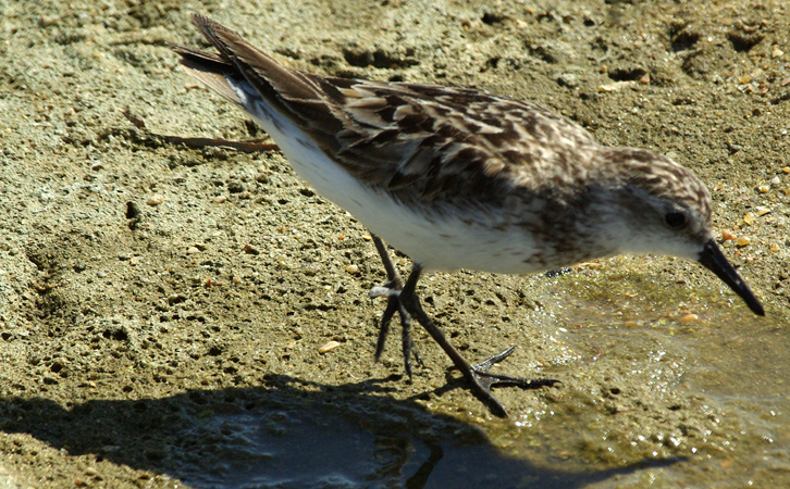 Photo (6): Semipalmated Sandpiper