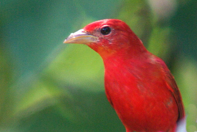 Photo (13): Summer Tanager