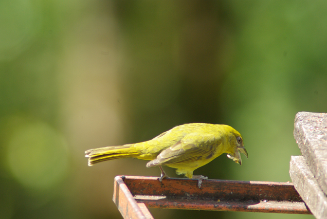 Photo (18): Summer Tanager
