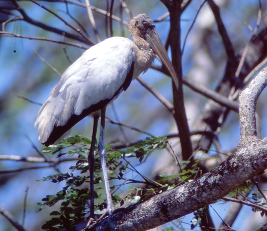Photo (13): Wood Stork