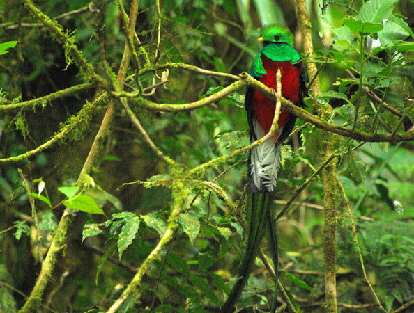 Photo (1): Resplendent Quetzal