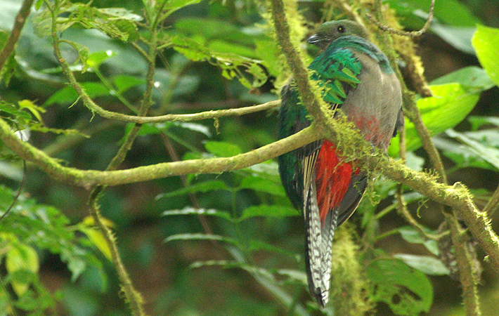 Photo (3): Resplendent Quetzal