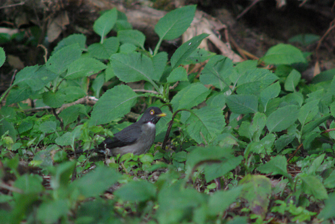 Photo (2): White-throated Thrush