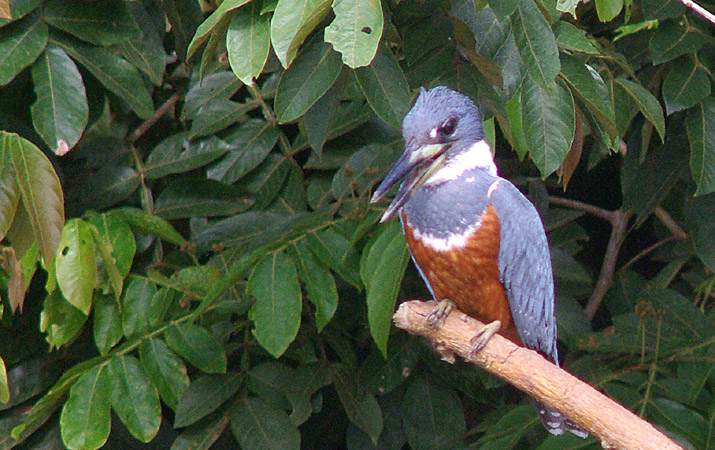 Photo (7): Ringed Kingfisher