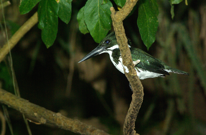 Photo (10): Amazon Kingfisher