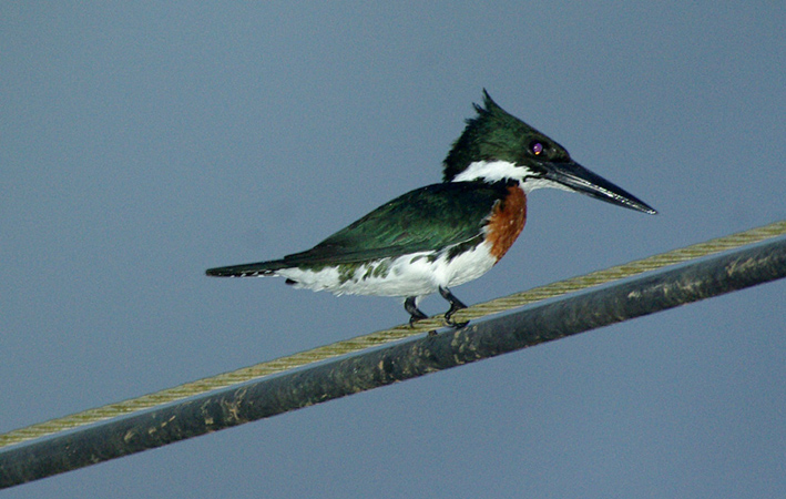 Photo (15): Amazon Kingfisher