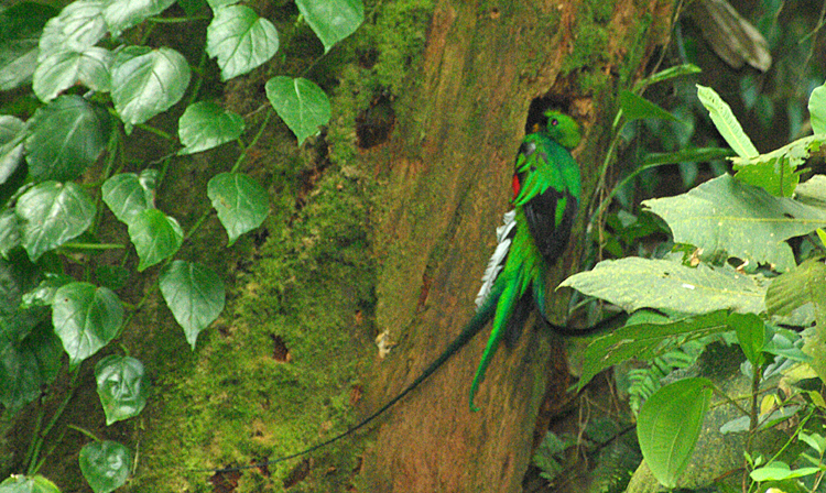 Photo (2): Resplendent Quetzal