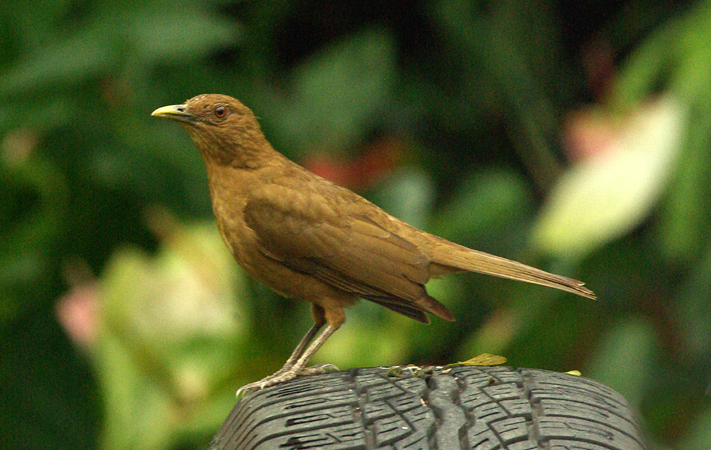 Photo (9): Clay-colored Thrush