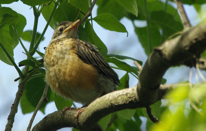 Photo (25): American Robin