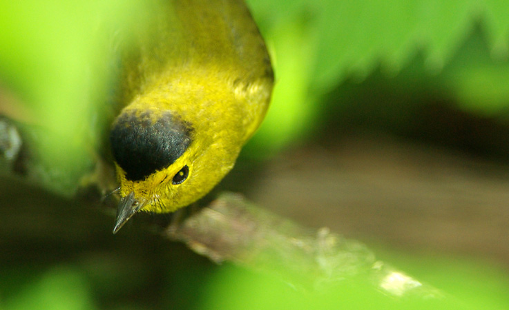 Photo (14): Wilson's Warbler