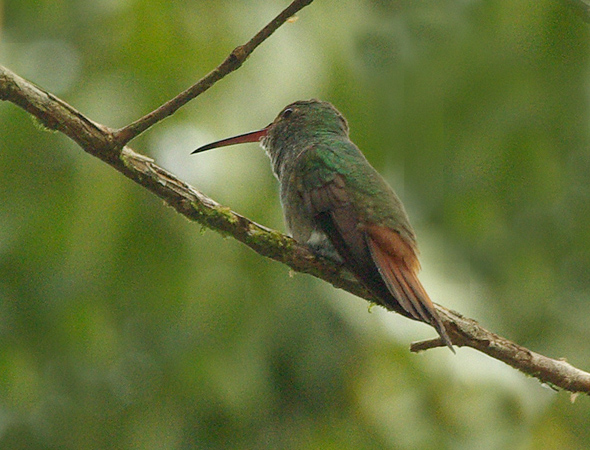 Photo (1): Rufous-tailed Hummingbird