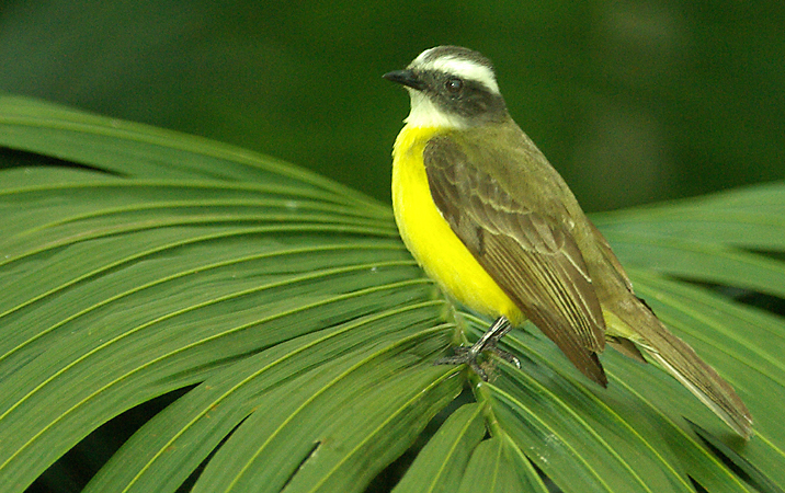 Photo (5): Social Flycatcher