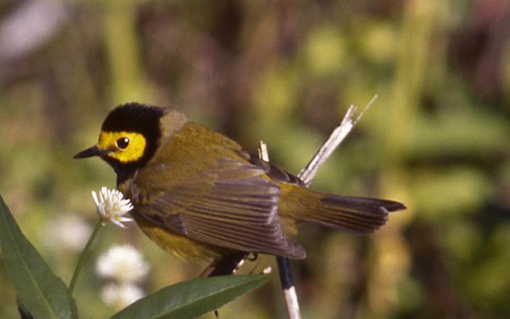 Photo (11): Hooded Warbler
