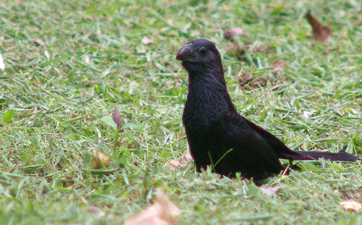 Photo (13): Groove-billed Ani