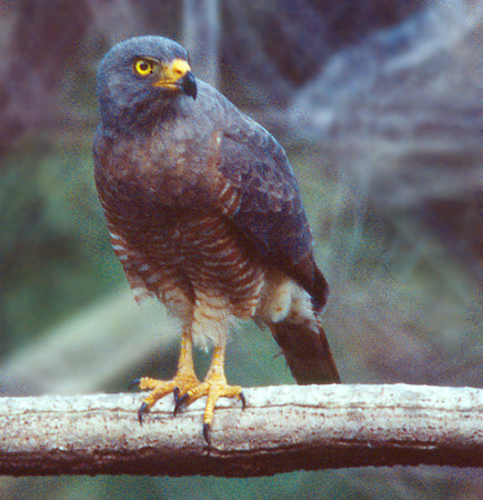 Photo (15): Roadside Hawk