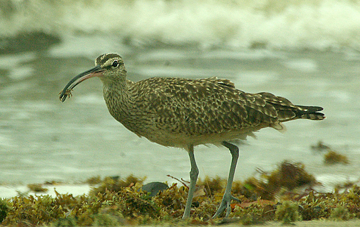 Photo (11): Whimbrel