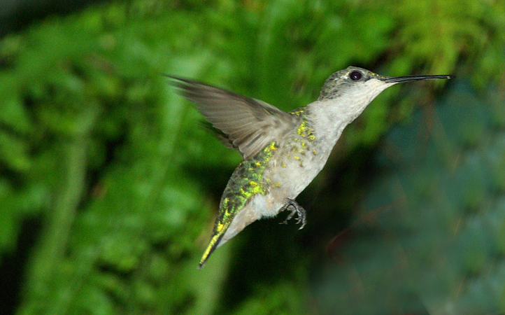 Photo (12): Ruby-throated Hummingbird