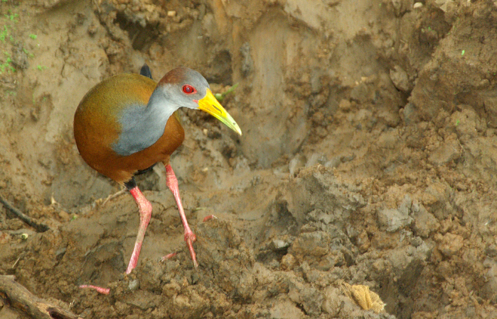Photo (6): Gray-necked Wood-Rail