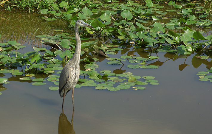 Photo (24): Great Blue Heron