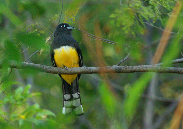 Photo (1): Black-headed Trogon