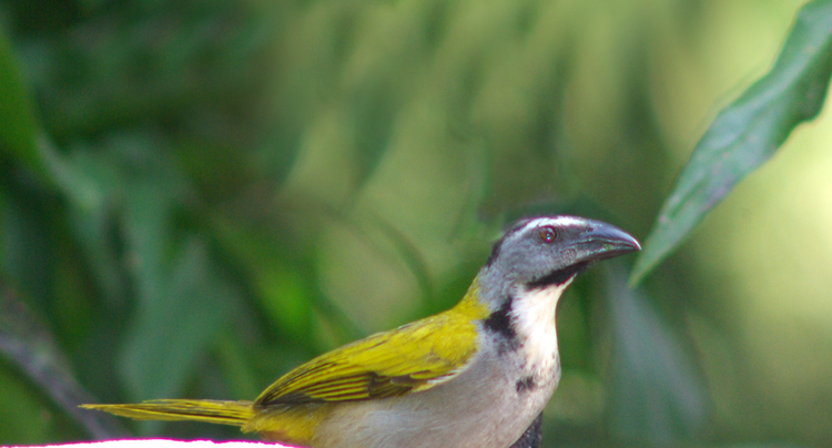 Photo (6): Black-headed Saltator