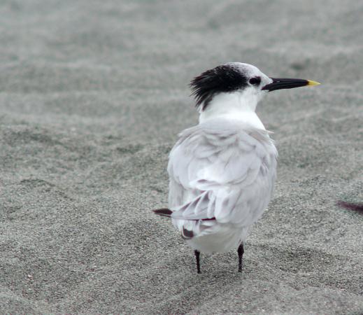 Photo (17): Sandwich Tern