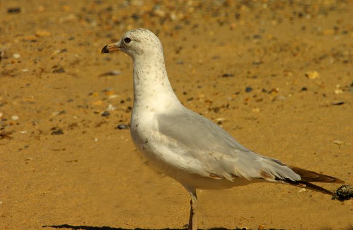 Photo (19): Ring-billed Gull