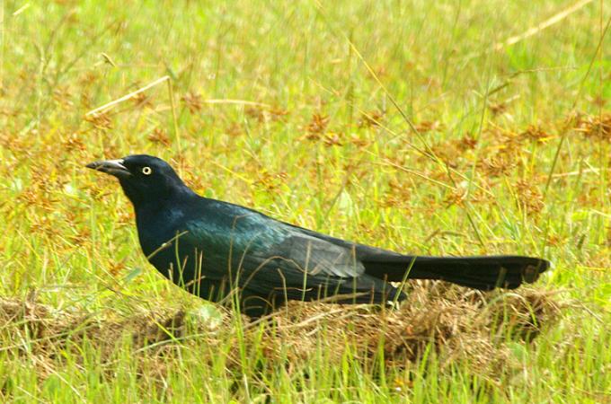 Photo (6): Boat-tailed Grackle