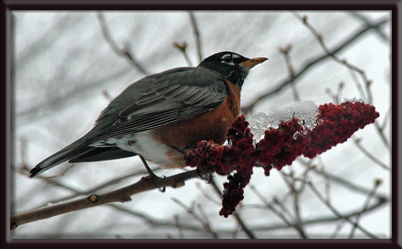 Photo (14): American Robin