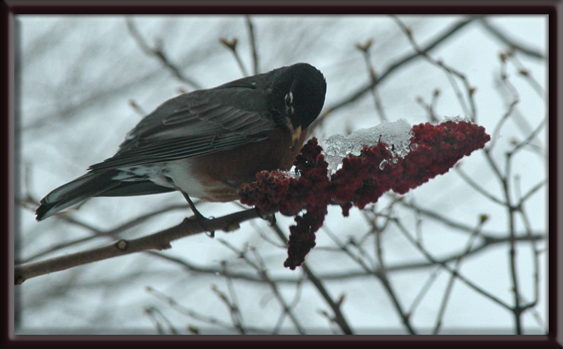 Photo (20): American Robin