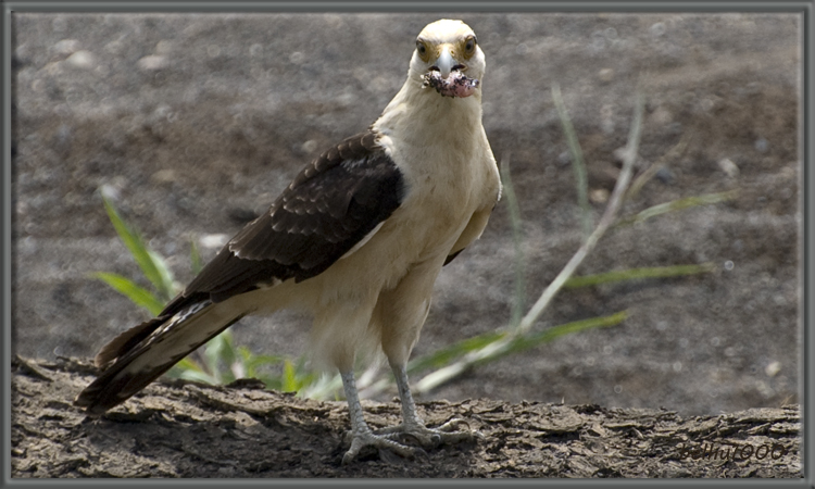 Photo (7): Yellow-headed Caracara