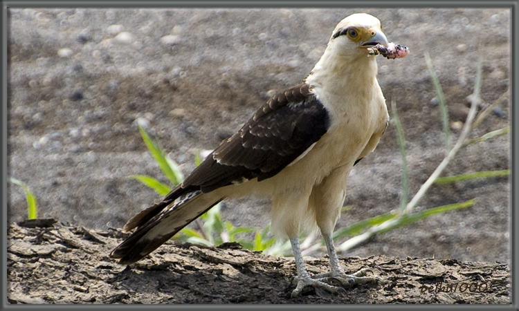 Photo (5): Yellow-headed Caracara