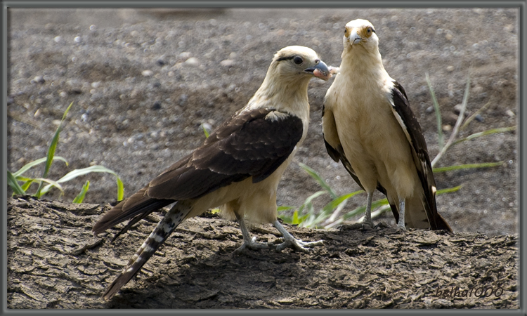 Photo (3): Yellow-headed Caracara