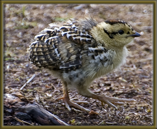 Photo (18): Spruce Grouse