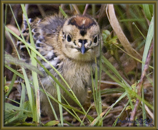 Photo (17): Spruce Grouse