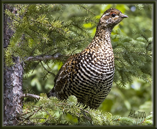 Photo (13): Spruce Grouse