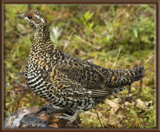 Photo (10): Spruce Grouse