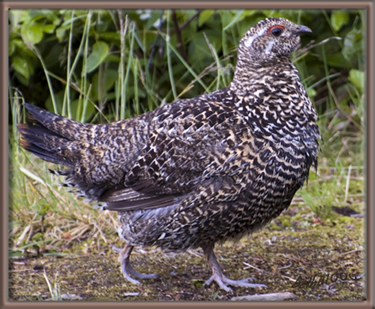 Photo (6): Spruce Grouse