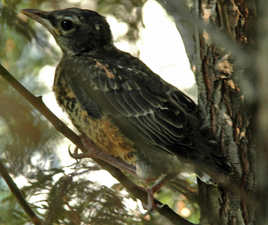 Photo (26): American Robin