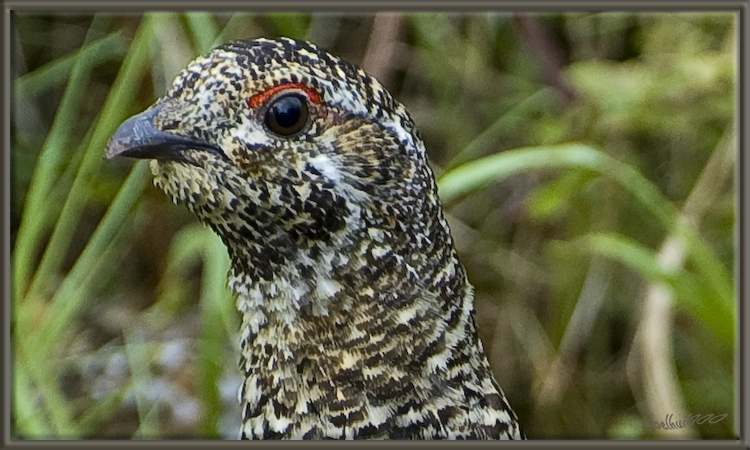 Photo (12): Spruce Grouse