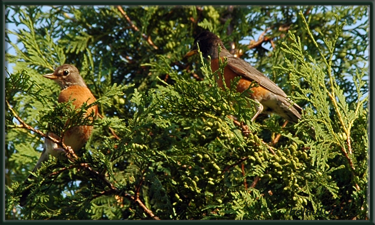 Photo (18): American Robin
